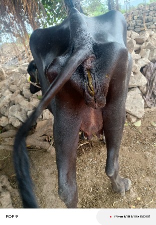 ભેંસ વેચવાની છે