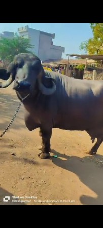 બીજું વેધર