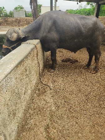 પાડો વેશવાનો છે.