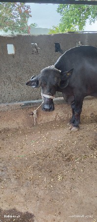 ખડેલી વેસવાની સે
