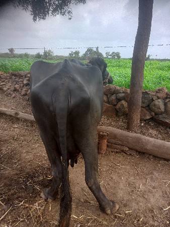 ભીલી ભેશ વેચવાની છે