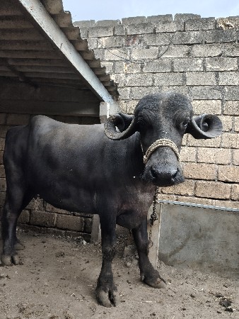 વેતર 3