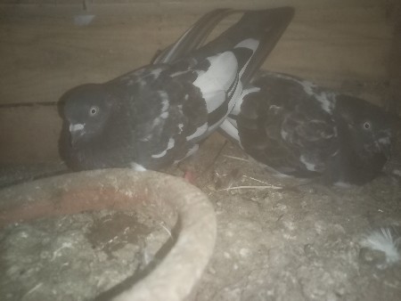 કબૂતર વેચવા ના સે