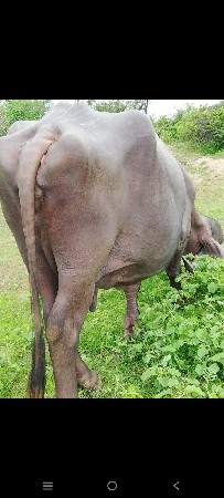ભેંસ વેચવાની છે