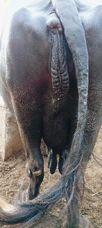 ભેંસ