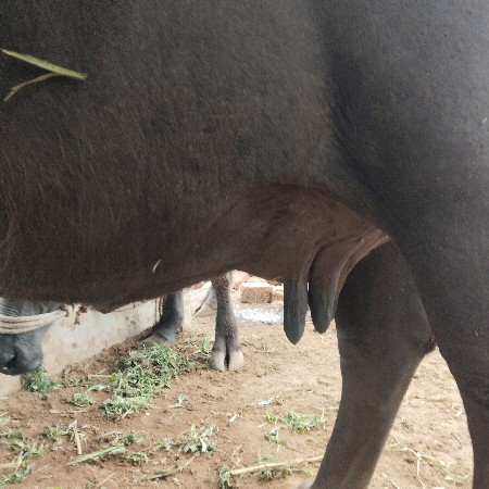 ભેંશ વેચવાની છે