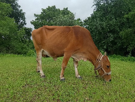 જર્સી ગાય
