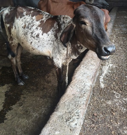 વાસડીયુ વેસવાની છે