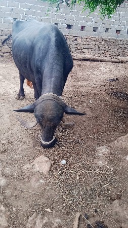 ભેંશ વેચવાની છે