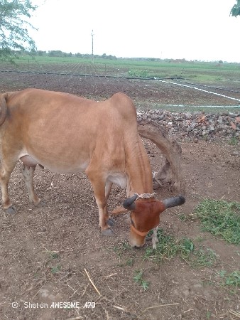 ગાય