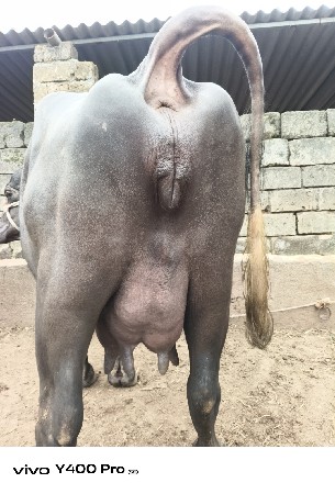 ખડેલી વેચવાની છે