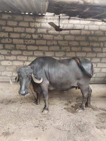 3 વેતર