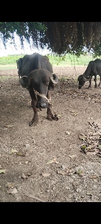 પેલું વેતર ખેડલી