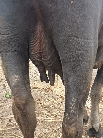 આ ભેંસ વેચવાની છે