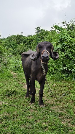 વેચવાની