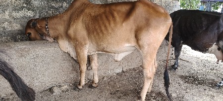 ગાય વેસવા‌ની‌ સે