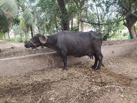 ભેંસ વેચવાની છે કોલીખડા પોરબંદર