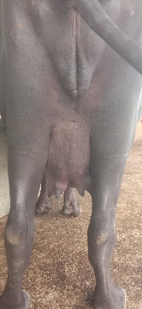 ભેંસ વેચવાની છે