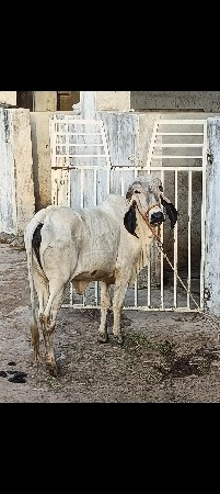 ગીર નીલડી હોડકી