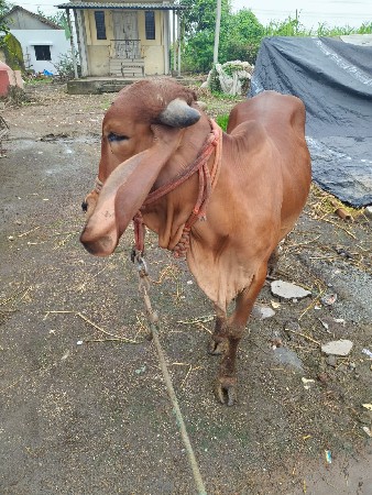 ગીર હોડકી વેચવાની છે