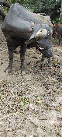ભેંસ વેચવાની છે