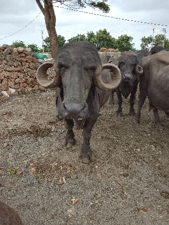 ભેંસ વેચવાની છે