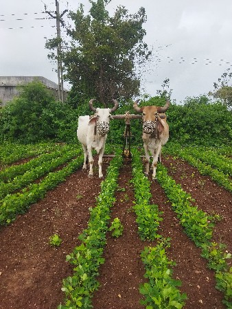 બળદ વેચવાના છે