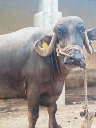 ભેંસ વેચાવા ની છે