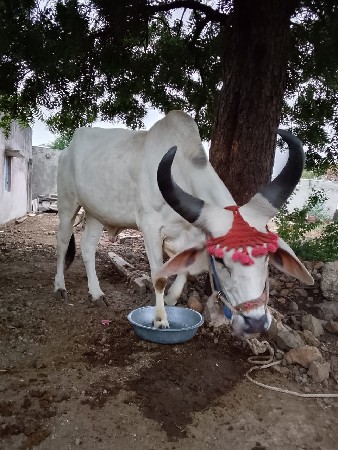 ગોઢલાવેચવાનુછે