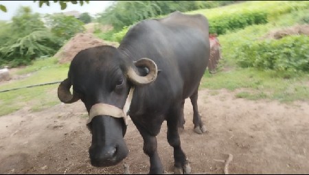 ભેંશ વેચવાની છે