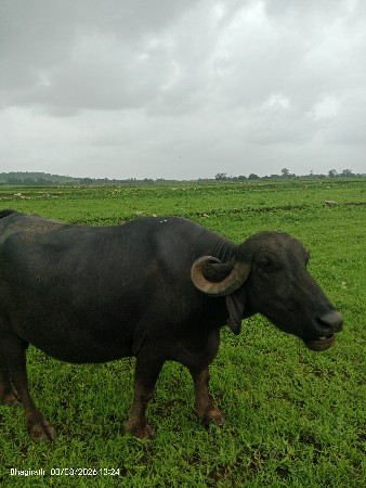 ભેંસ વેચવાની છે