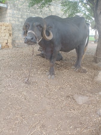 પેલું વેતર ખડેલુ