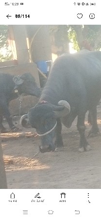 ભેશ