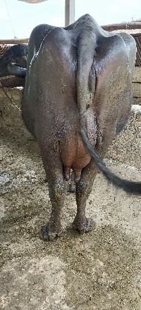 ભેંશ વેસવાની છે