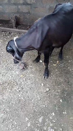 જાફરાબાદી પાડી વેચવાની છે