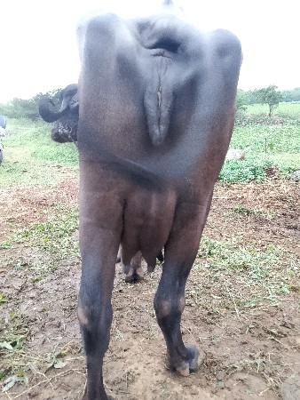 ભેંસ વેચવા ની છે