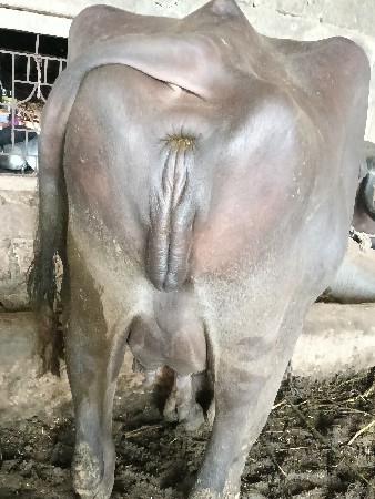 વેચવાની છે