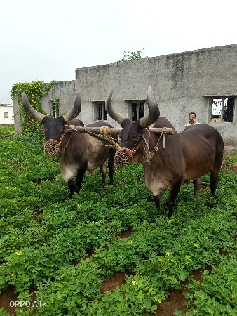 જવાબદારીથી દેવાનાસે
મો 9924064374
