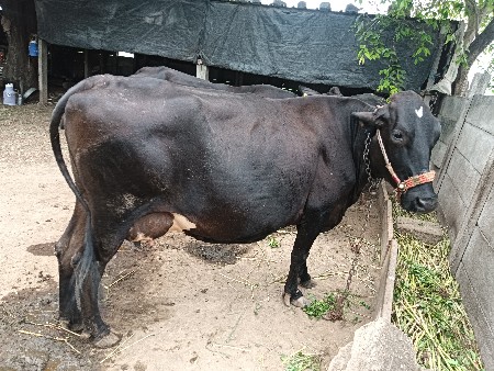 ગાય વેચવાની છે