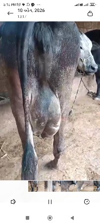 ગીર ક્રોસ ગાઇ વેસવાની છે