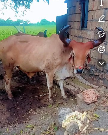 બળદ વેચવાના છે