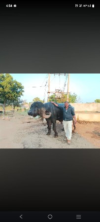 pado