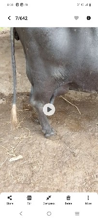 ભેંસ વેચવાની છે