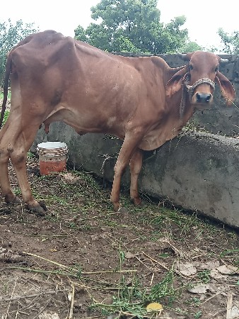 ગાય