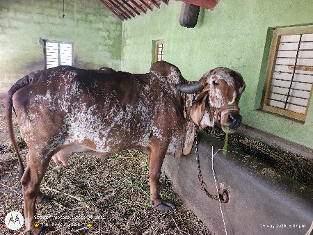 ગાય દેવાની સે ગીર ગાય છે