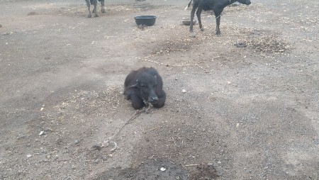 ભેંસ વેચવાની છે