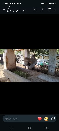 લીલુડો નંદી