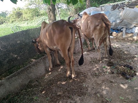 બળદ