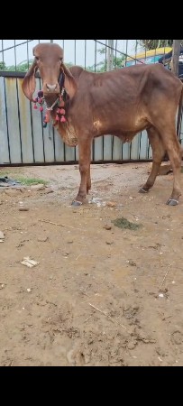 ઓરીજનલ સુવર્ણ કપિલા વાછરડી