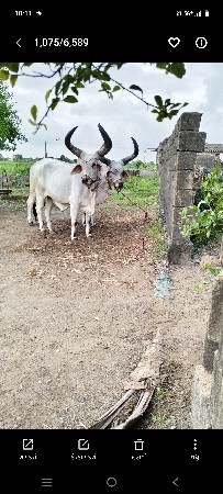 3 વાવણી વાવેલ